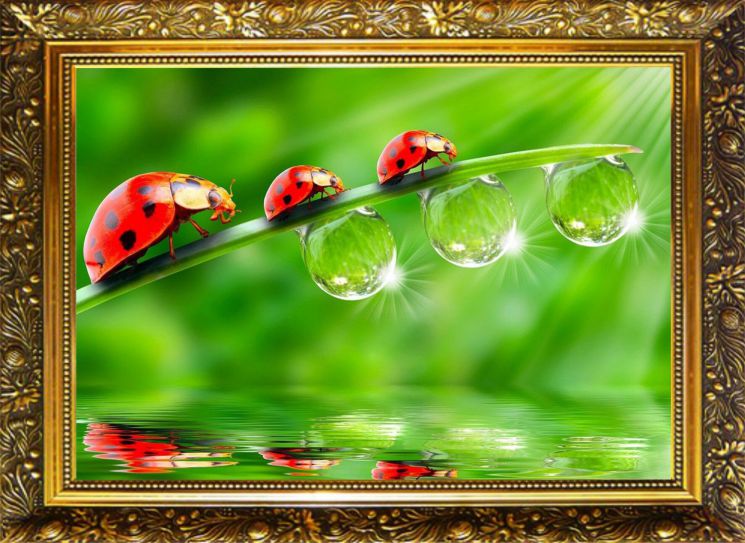 NR-13 Алмазная мозаика Милато "Капельки росы"