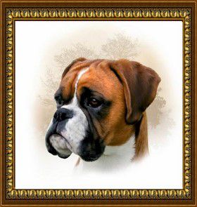 Алмазная мозаика DIY "Боксер" Z-163