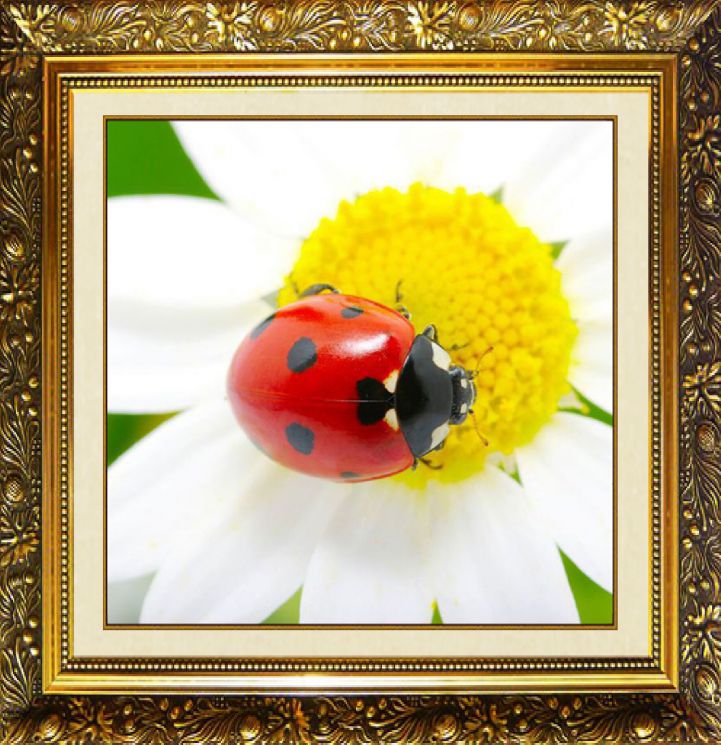 Алмазная мозаика Милато "Ромашковый отдых" N-367