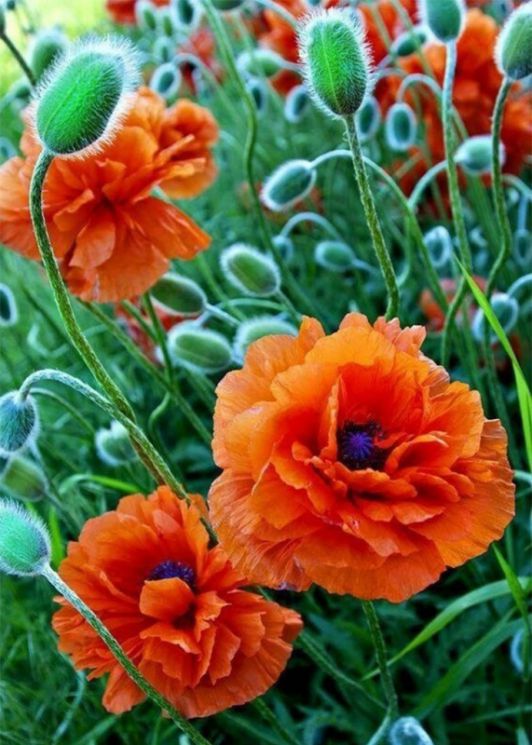 Ag 4677 Алмазная мозаика Гранни "Маковый луг"