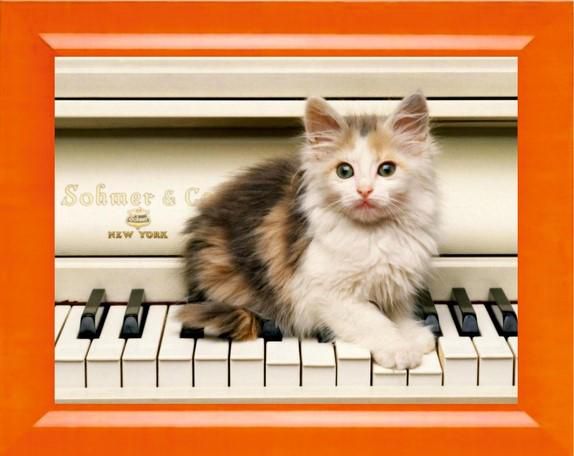 Алмазная мозаика Милато "Котенок музыкант" N-208